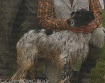 Setter Anglais ASSUR DI GRUMA Setter Anglais ASSUR DI GRUMA